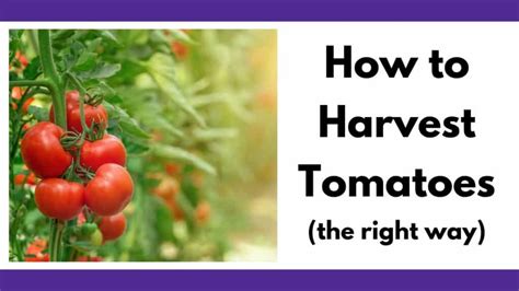 Harvesting Tomatoes How And When To Pick Your Tomatoes Together