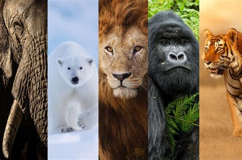 New ‘big Five Animals Of Wildlife Photography Revealed After Global
