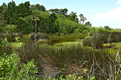 Florida Salt Marsh Photograph By Norman Johnson Pixels