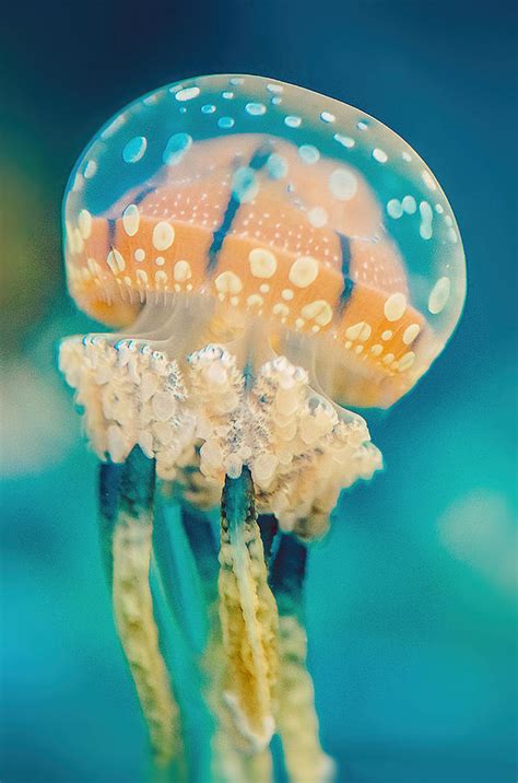 Jellyfish Spotted With Orange And Teal Blue In California Photograph By