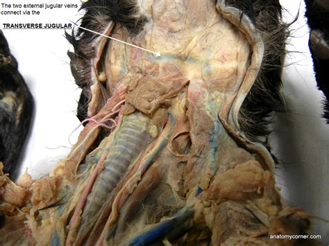 Heart and blood vessel disorders of cats. Major Arteries and Veins of the Cat | Anatomy Corner