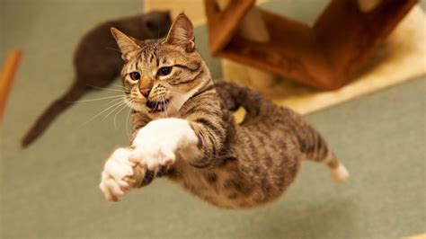 Funny Cats Wallpapers High Quality Download Free