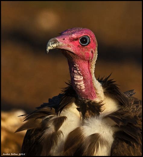 Building The Capacities Of Local Authorities In Guinea Bissau To Stop Wildlife Poisoning