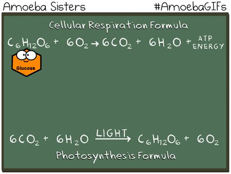 In this reaction, glucose and oxygen are reactants, while water, carbon dioxide and energy (atp) are products. Cellular Respiration Equation Reactants - Idalias Salon