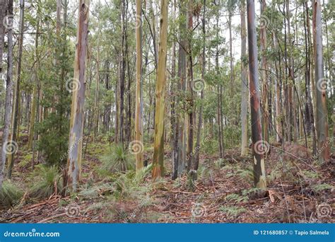 A Forest Of Eucalyptus Trees In Australia Stock Image Image Of