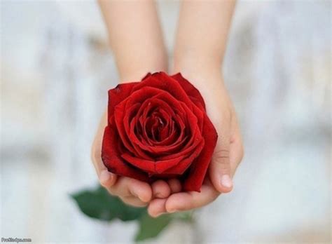 Jun 21, 2017 · take a look to this amazing profile picture by yourself by scrolling below. Nice Flowers Pictures For Dps for whatsapp