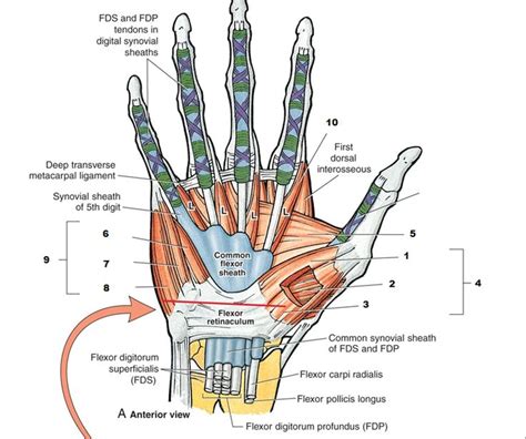 Anatomy Of The Anterior Palmar Hand Chronic Pain Relief Chronic