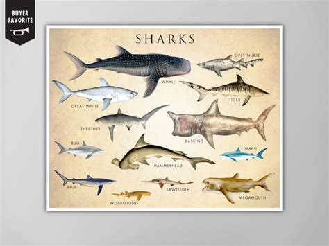 Shark Chart Poster Shark Chart Art Print Shark Chart Natural Etsy