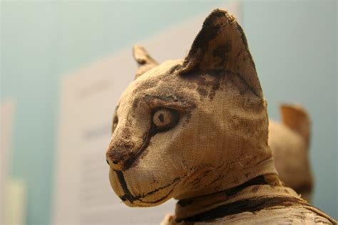Mummy Cat The Face Of A Mummified Cat In One Of The Egypti Flickr
