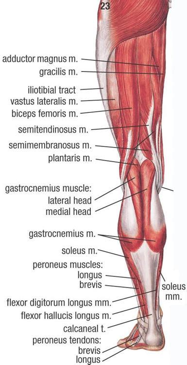 The thigh bears much of the load of the body's weight when a person is upright. Muscles of Lower Extremity (Posterior Superficial view)