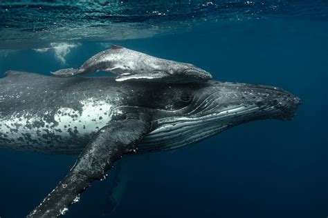 Humpback Whale Calf Image National Geographic Your Shot Photo Of The Day