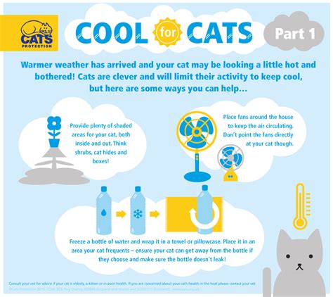 We will be discussing some methods of keeping your car cool. How to keep your cat cool