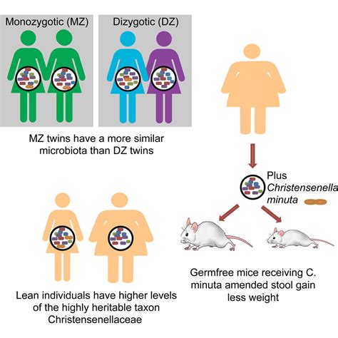Human Genetics Shape The Gut Microbiome Cell