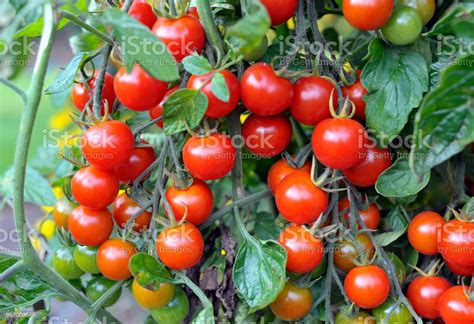 Types Of Tomato Plants Food Gardening Network