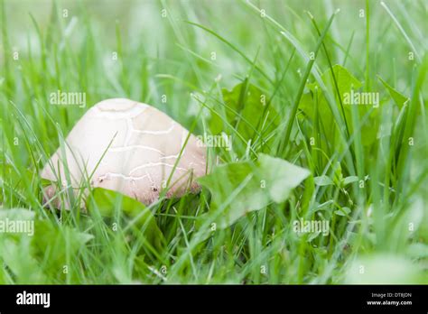 Inedible White Mushroom In Green Grass Stock Photo Alamy