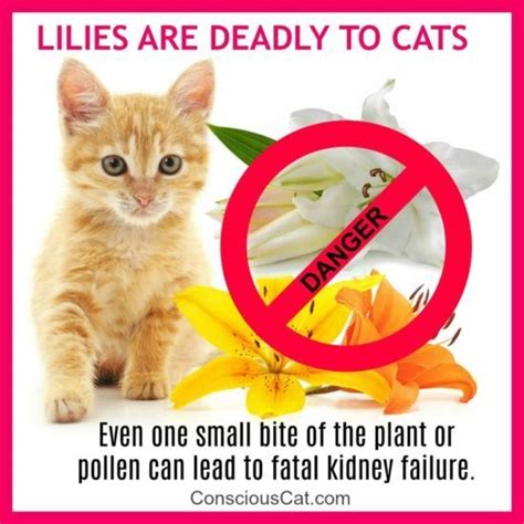 Lily flowers dangerous to cats. Dangerous Beauty: Lilies Can Kill Cats | MSAH - Metairie ...