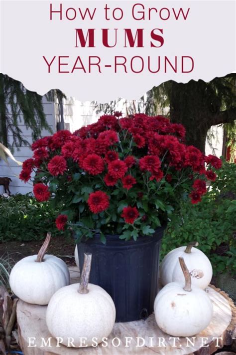 Planting Potted Fall Mums Outdoors As Year Round Perennials