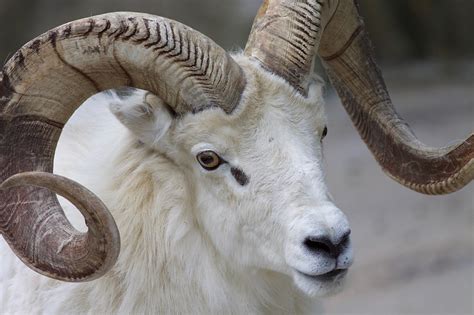 Ram Sheep Horns · Free Photo On Pixabay