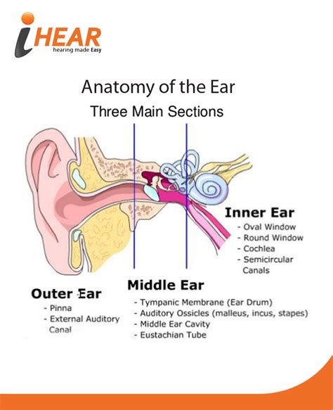 The Three Sections Of The Ear Together Help Us ‪hear‬ The Beautiful