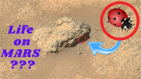 Perseverance Rover Found Sign Of Life ★ Mars Images Youtube