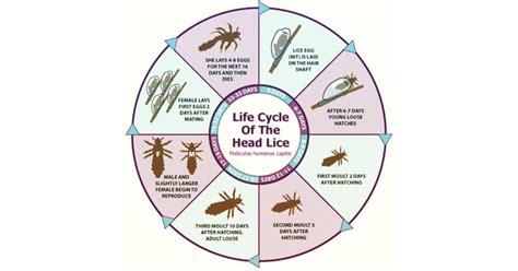 Lice Life Cycle Overview Of Development Stages Learn About Nature