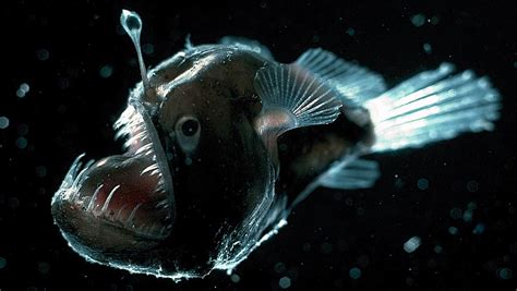 What Is An Anglerfish • Earthpedia •