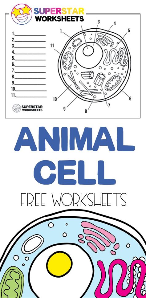Human Cell Worksheets