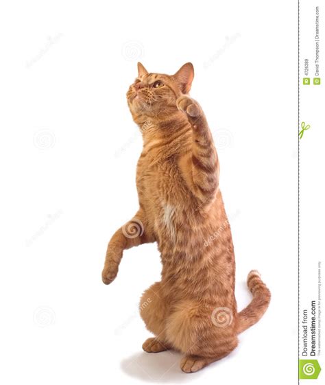Orange Tabby Cat Isloated Stock Image Image Of Striped