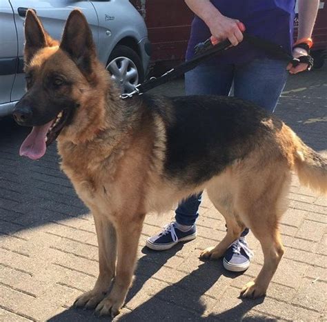 Using dog training commands in a different language can help your dog learn faster! Millie - 2-3 year old female German Shepherd Dog available ...
