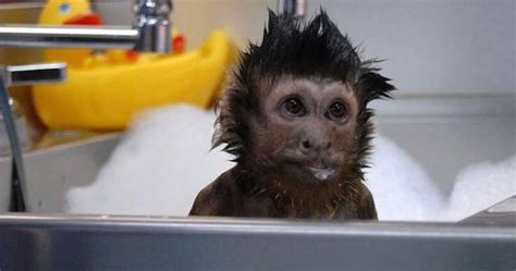 Adorable Monkey Showering In The Sink Like A Human Monkeys Funny