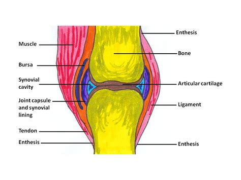 Structure Of Synovial Joint By Openstax Jobilize