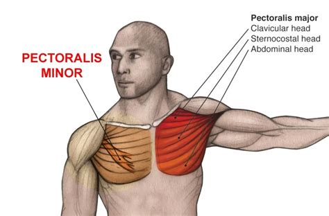Chest Muscles Pectoralis Major And Minor Anatomy Muscles Iso Stock