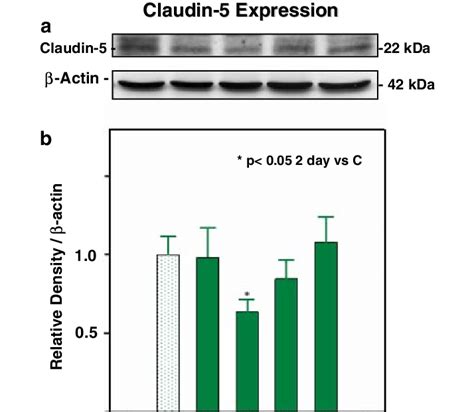 A Image Of A Representative Western Blot Showing Claudin 5 Expression