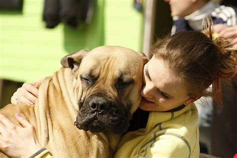 9 Signs That Your Mastiff Is Your Soulmate Sonderlives