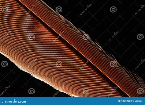 Single Cardinal Feather Stock Photo Image Of Wildlife 13292682