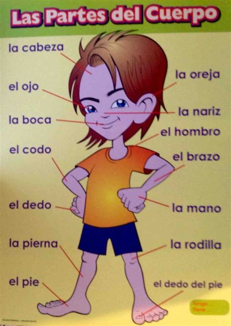 Learn Foreign Language Skills Las Partes Del Cuerpo Poster