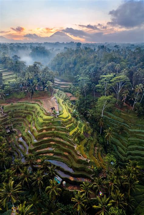 Aerial View Of Famous Tegallalang Rice Terraces With Mount Agung Volcano In The Background In
