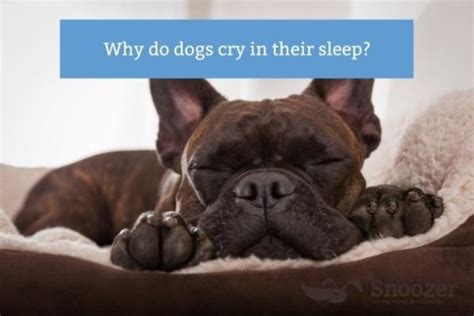Why do dogs cry in their sleep? - Snoozer Pet Products