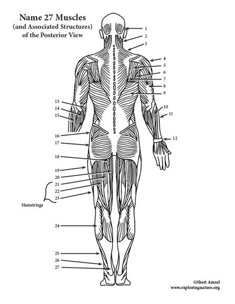 Learn About The Muscles Of The Human Body On Exploringnature Org Body