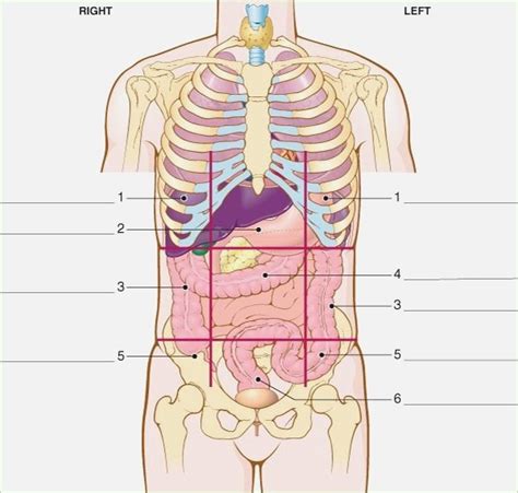Abdominopelvic Regions Organs