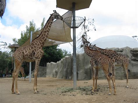 San Diego Zoo 2003 Giraffe Exhibit Zoochat