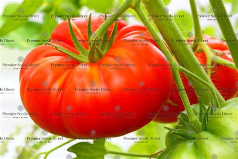 Tomato Beefmaster F1 Tomato Premier Seeds Direct Ltd