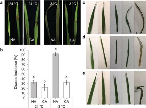 Ice Nucleation Activity And Infection Of Brachypodium Distachyon With
