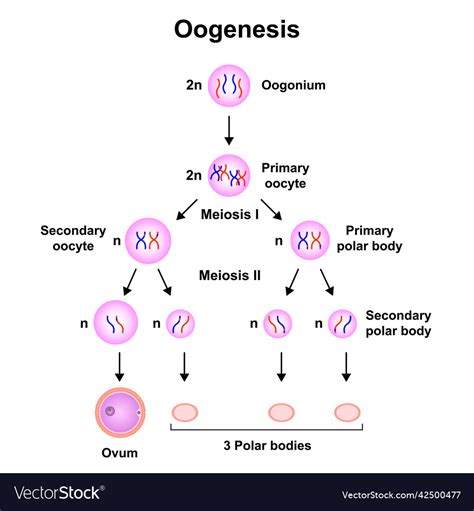 The Different Stages Of Oogenesis Diagram Stock Vecto Vrogue Co