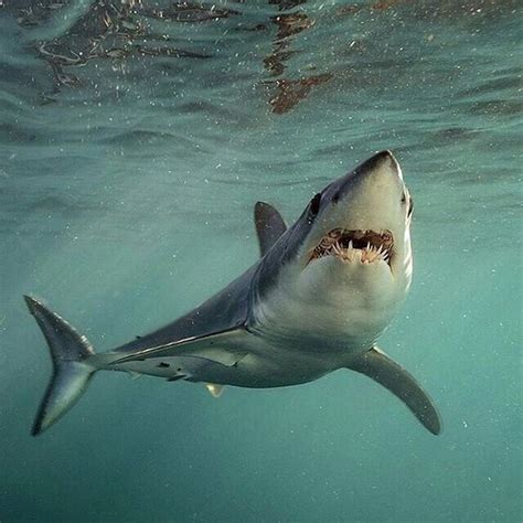 Best Mako Shark Images On Pholder Sharks Deeeepioartworks And