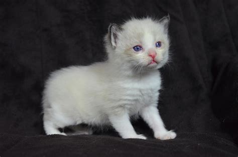 Skip to main search results. Ragdoll Cats For Sale | San Diego, CA #262815 | Petzlover