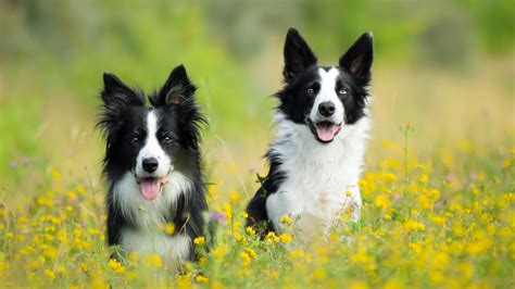 Border Collie Wallpapers Top Free Border Collie Backgrounds