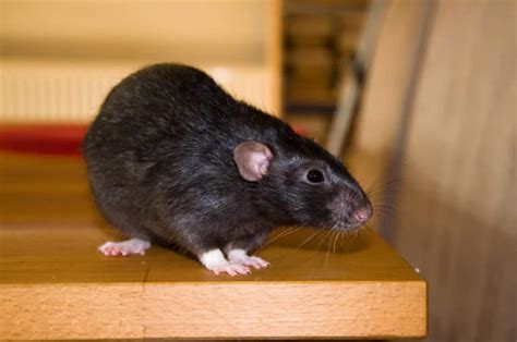Pest control in 85022 area. Rodent Proof Your Phoenix Home Today!