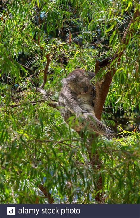 Koala Bear In A Zoo High Resolution Stock Photography And Images Alamy