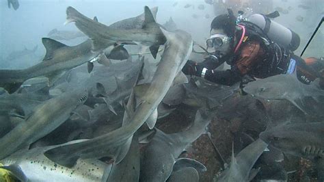 Shark Ecotourism In Japan Save Our Seas Foundation